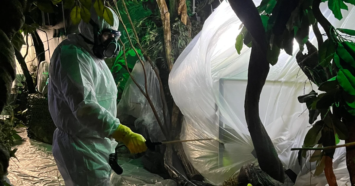 Operator wearing a respirator spraying tropical plants
